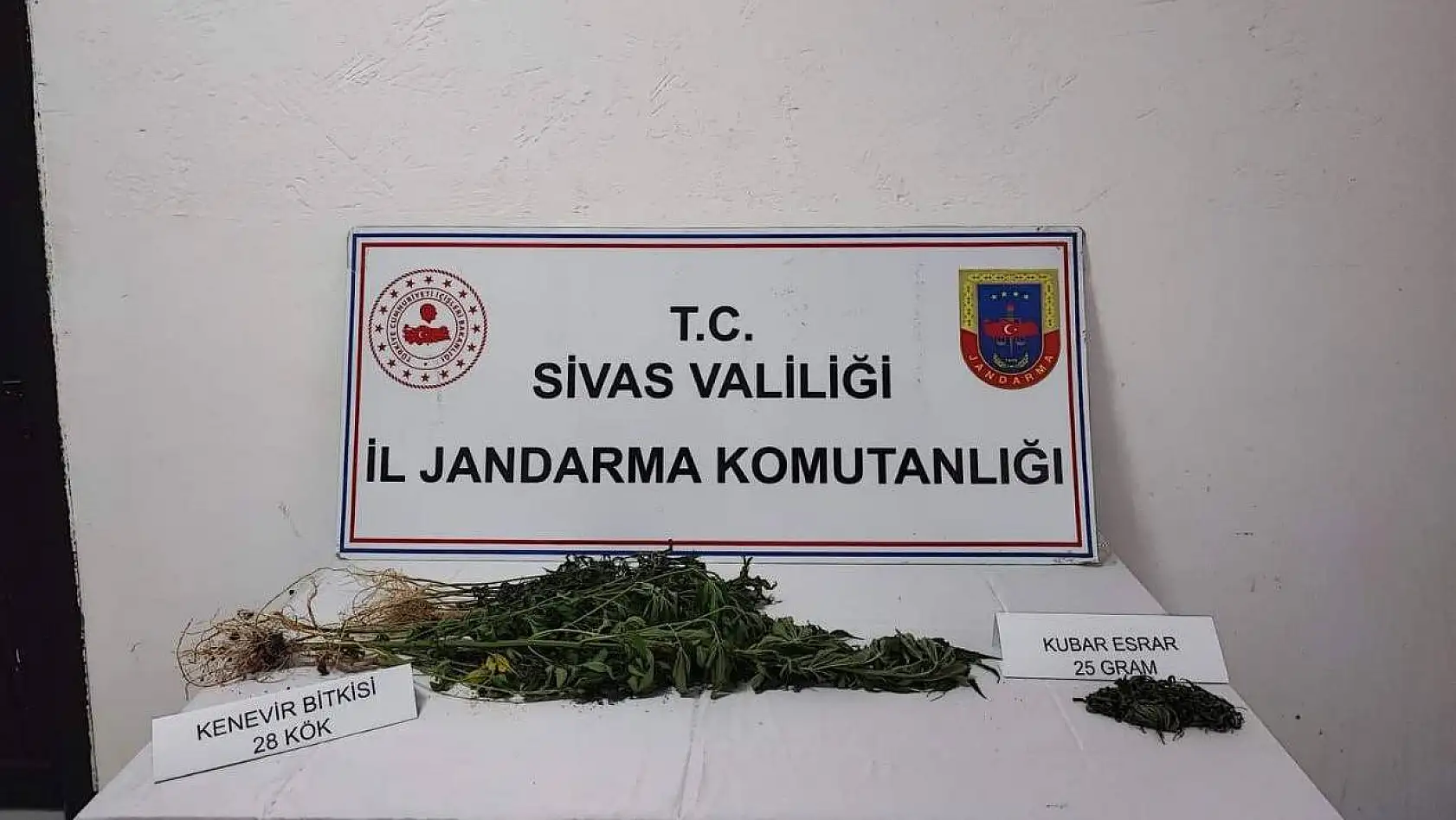 Sivas'ta 28 kök kenevir bitkisi geçirildi