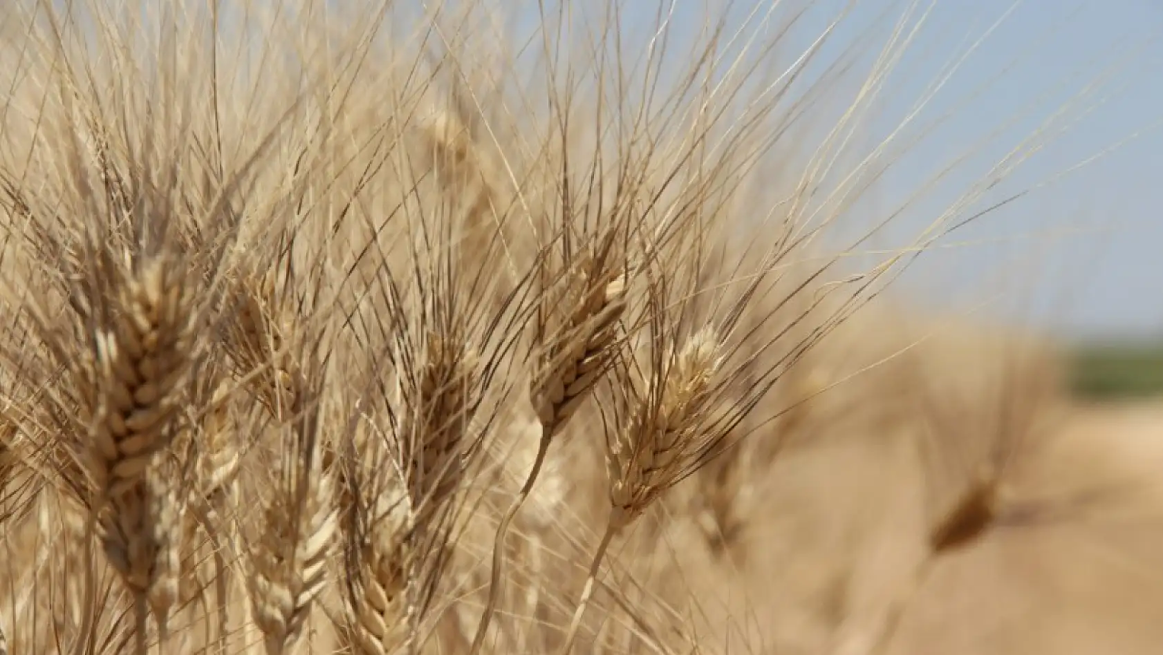 Geçen hafta buğday, arpa ve mısırda fiyatlar nasıldı?