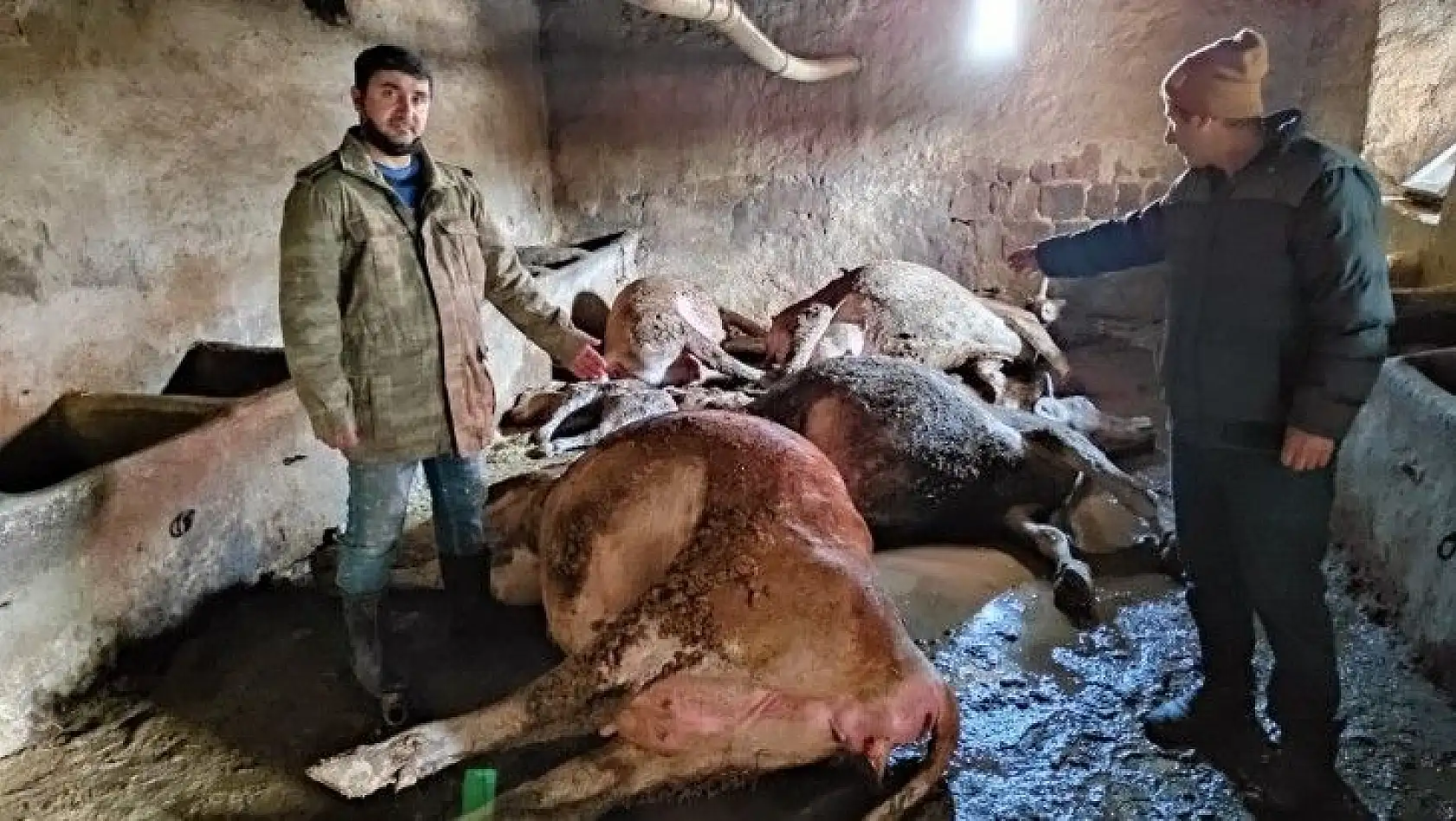 Ahırda çıkan yangında 12 büyükbaş hayvan telef oldu