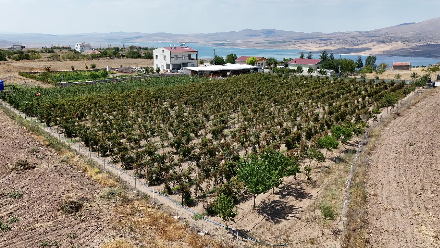 Kayseri'ye alternatif ürün Ahududu ve Böğürtlen!