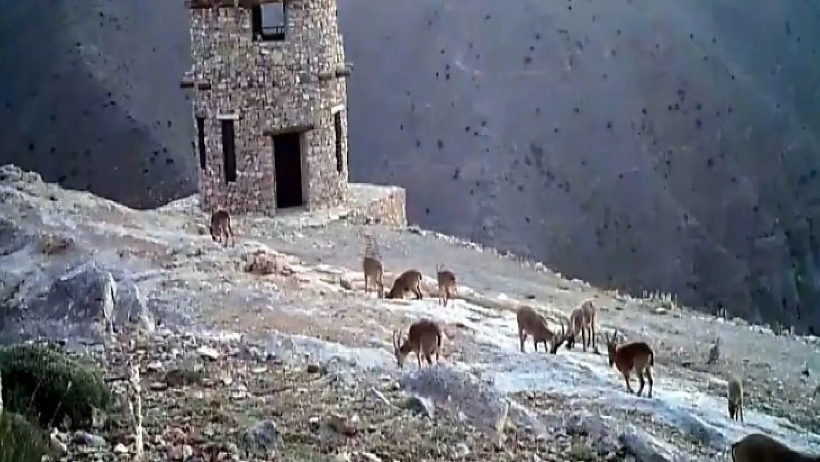 Yaban hayatı kayıt altına alınıyor