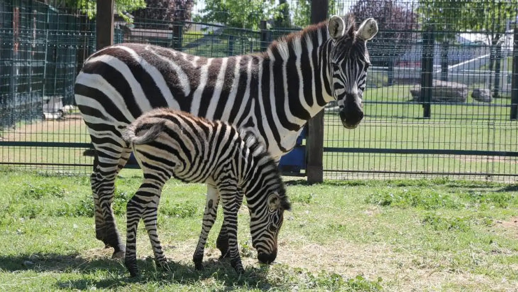 Yeni doğan zebra ilgi odağı oldu