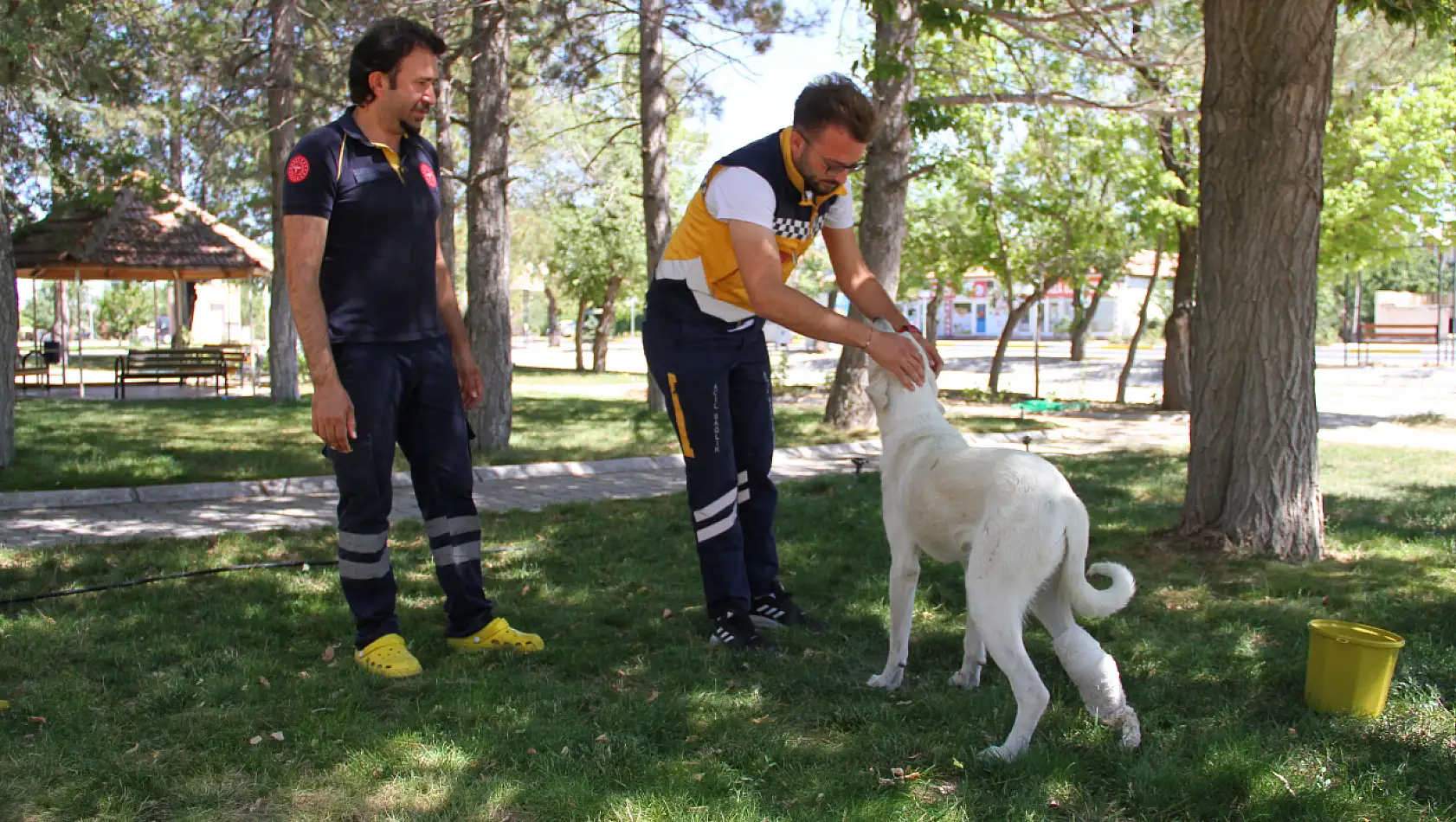 Ayağı yaralı köpeğe sağlık çalışanları sahip çıktı