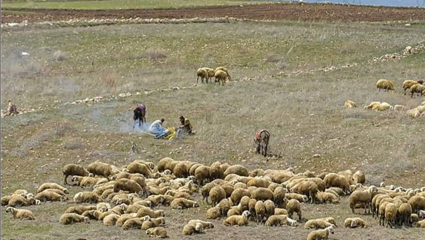 Bakanlık açıkladı! Hayvancılık yapanlara çoban desteği 