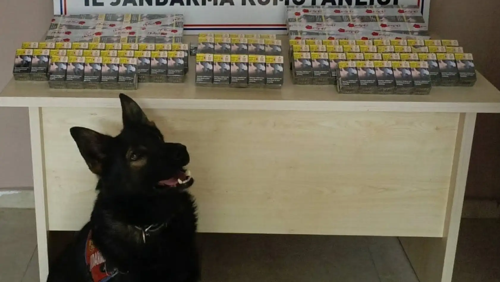 Dedektör köpek yüzlerce paket kaçak sigara yakalattı