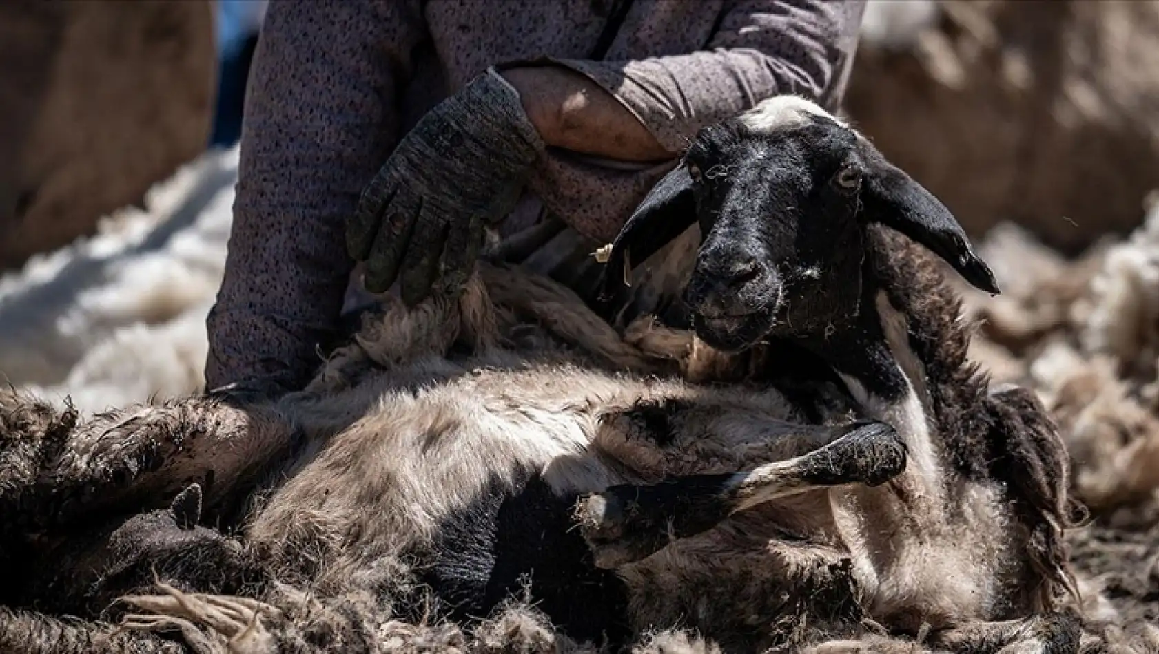 Hayvancılık destek ödemeleri belli oldu!