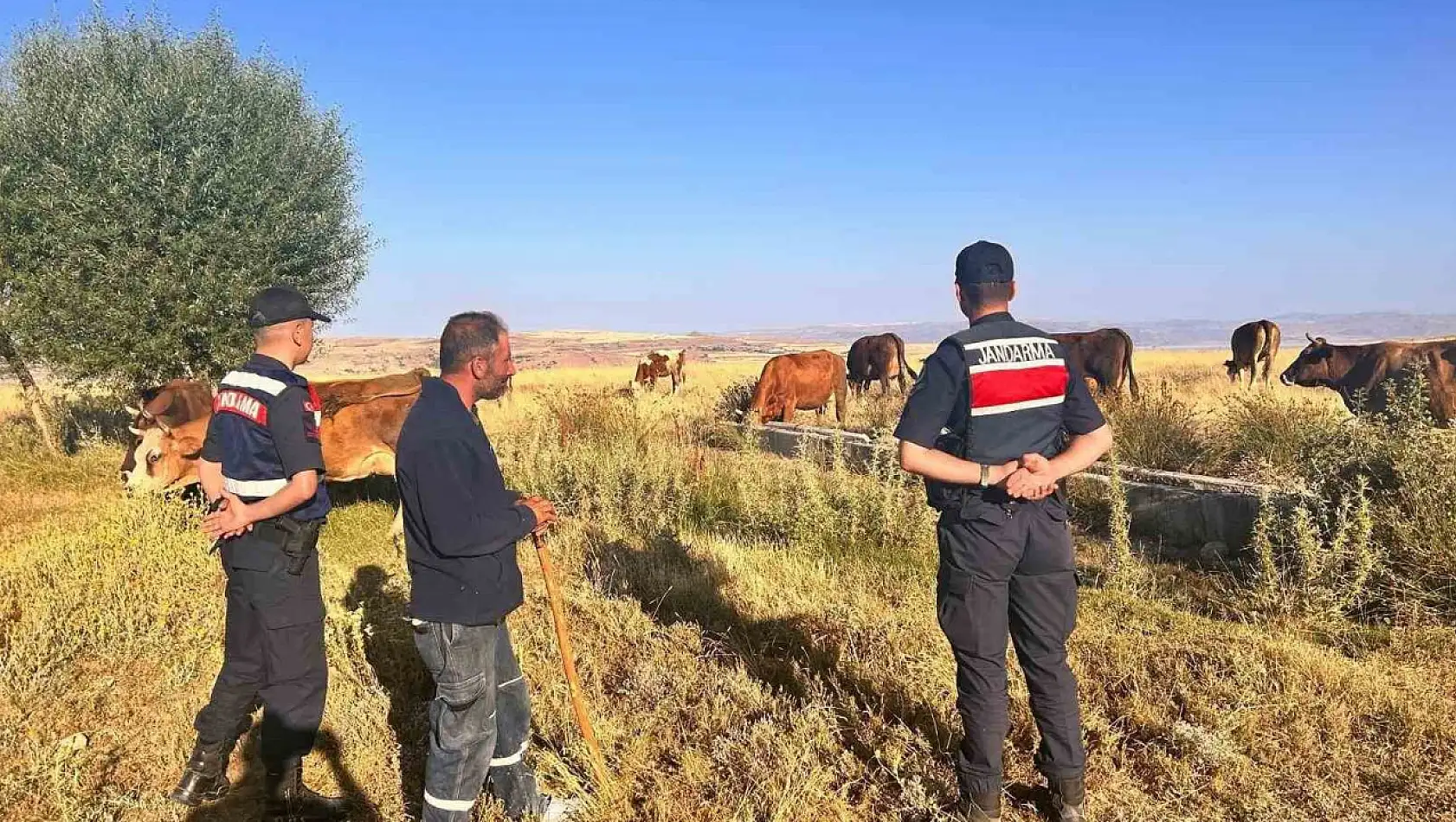 Kayıp hayvanlar drone desteği ile bulundu