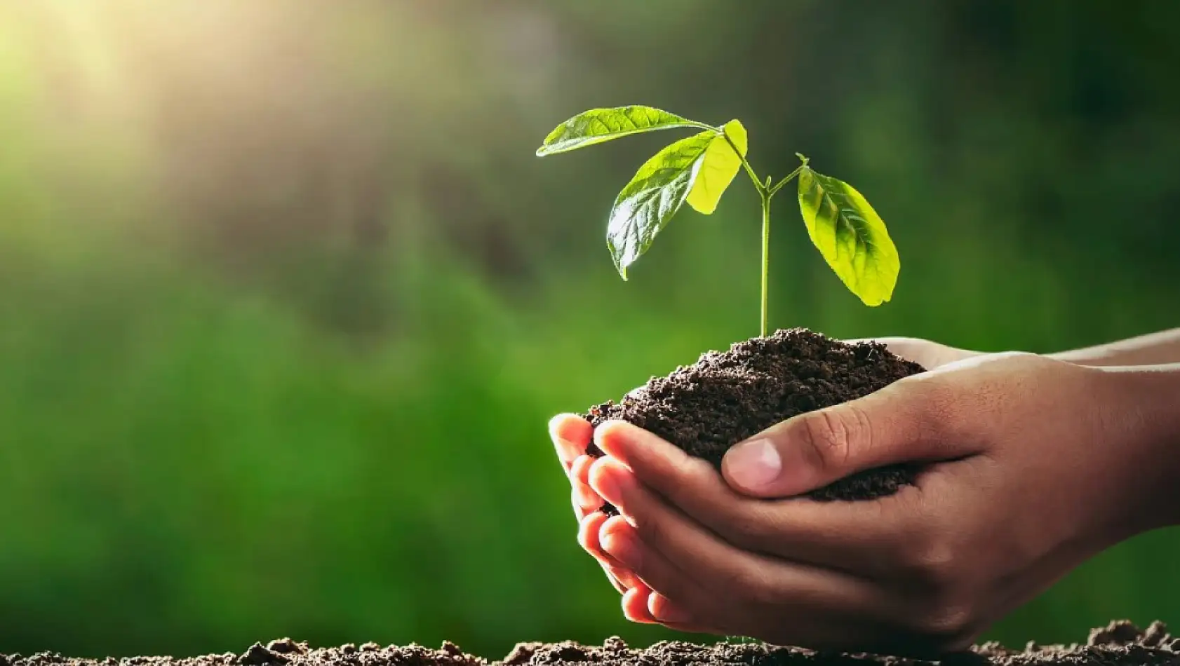 Kayseri'ye binlerce yeni fidan geliyor