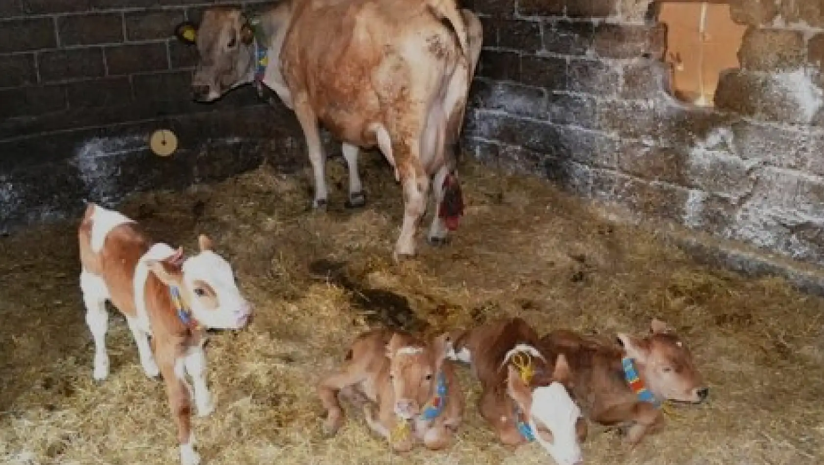 Kayserili yetiştiricilerin dikkatine! Buzağı destekleme başvuruları başladı