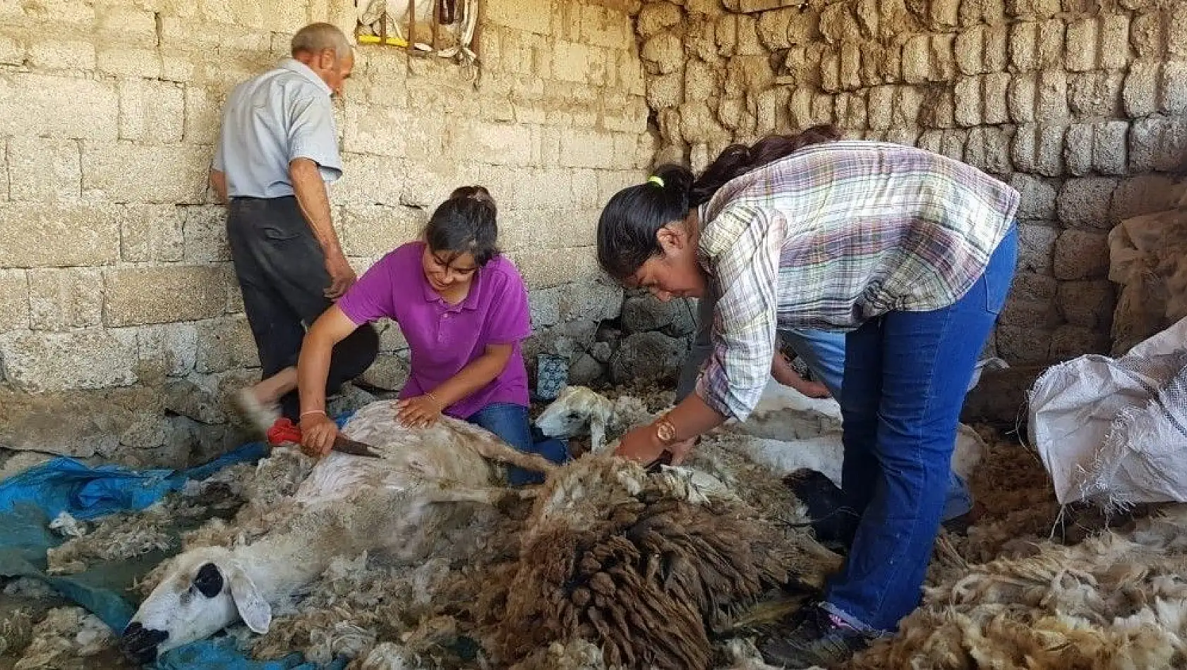 Kışın ders çalışıp yazın koyun kırkan Dilara elektrik elektronik mühendisliğini kazandı
