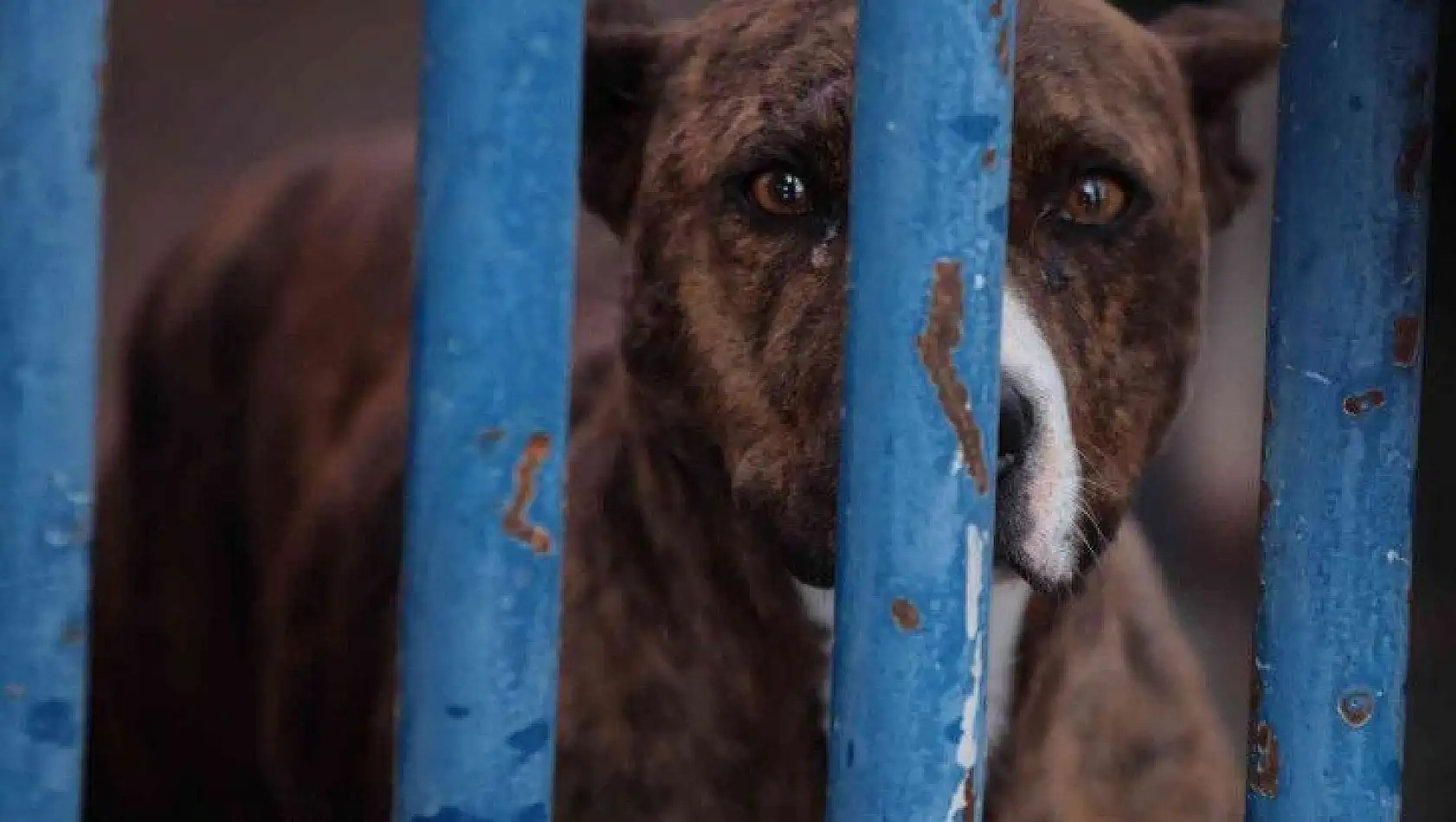 Köpek barınağı yasaklı ırk köpeklerle doldu