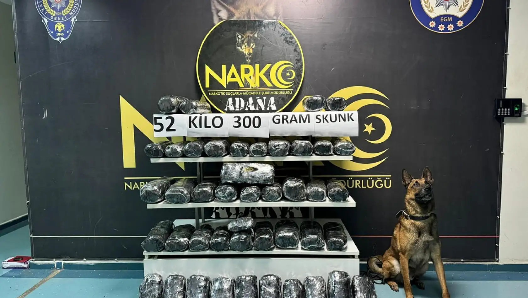 Narkotik köpek 'Oscar' 52 kilo skunk yakaladı