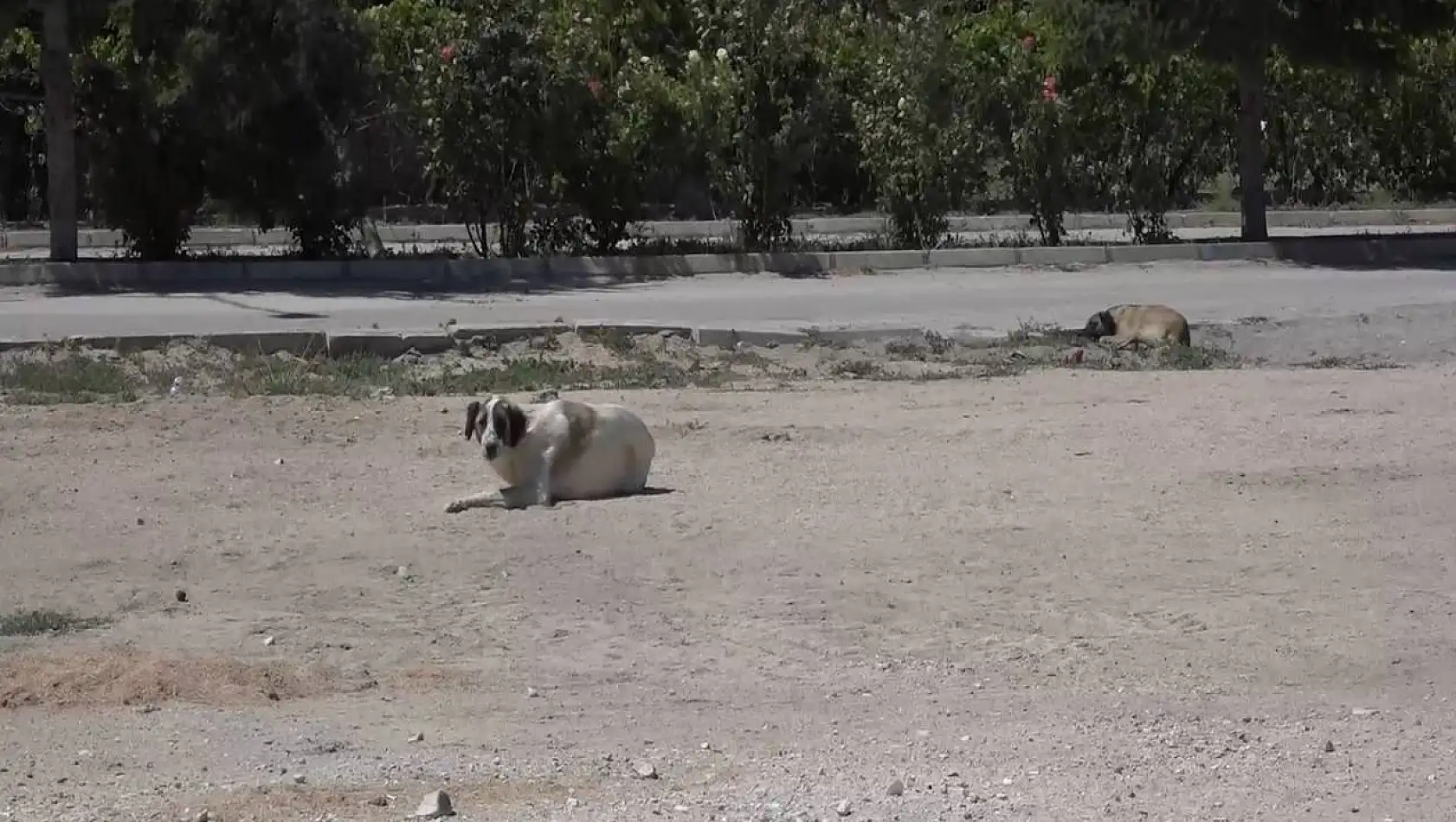 Kuduz şüphesi olan köpeğin test sonucu belli oldu