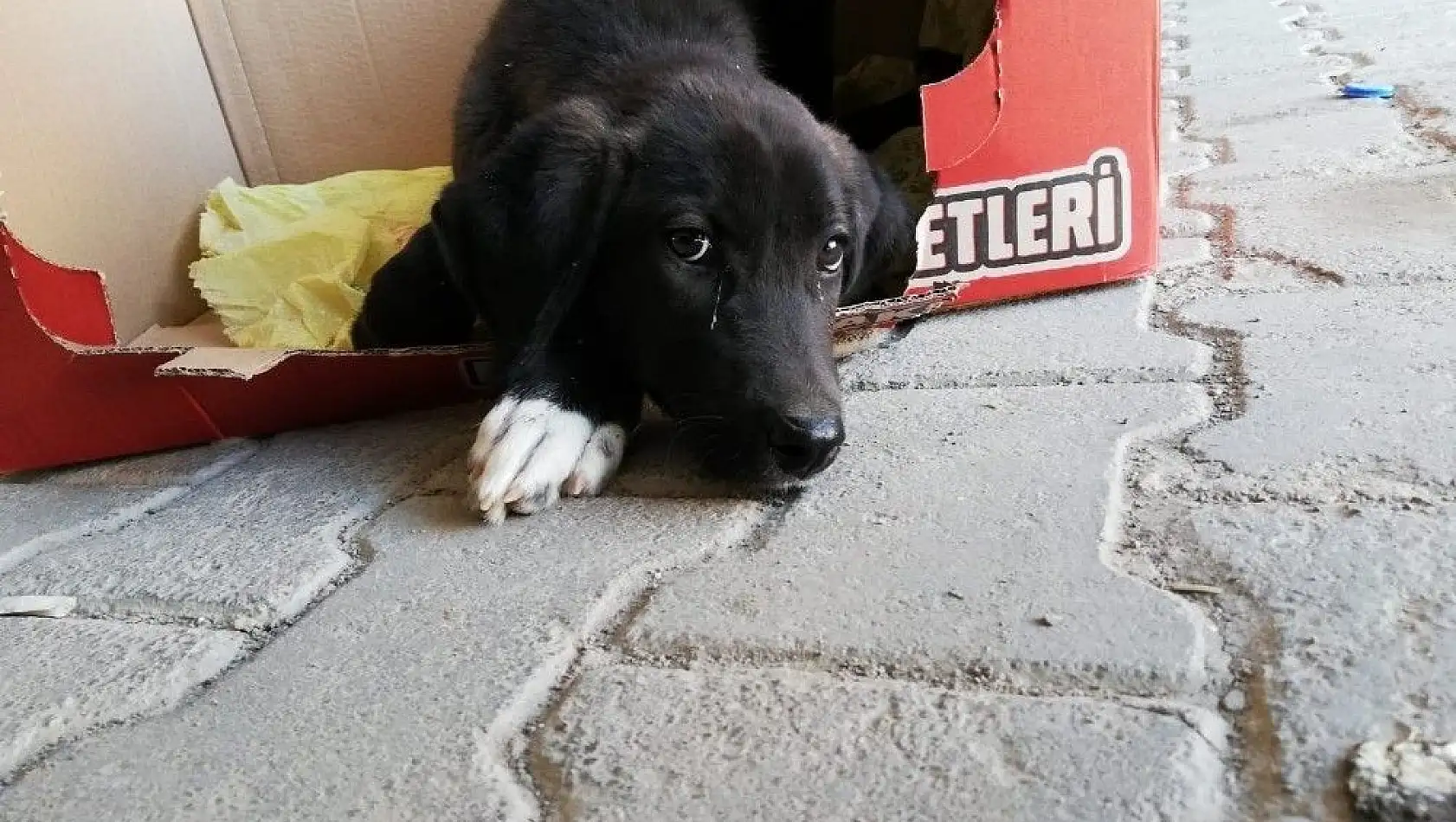 Yaralı köpek belediye ekiplerince hayvan hastanesine yetiştirildi
