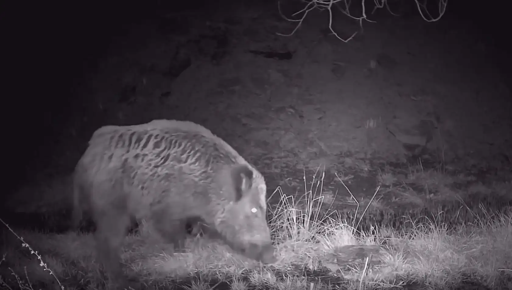 Kayseri'de ortaya çıktılar, kurulan kameraya takıldılar! Bakın Kayseri'de hangi hayvanlar yaşıyor?
