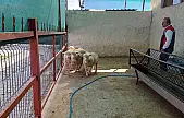 Bu da Kayseri'ye Fransız koyun!