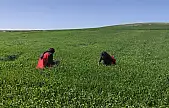 Kayseri'de böcek alarmı! Yine ortaya çıktı, sabahın erken saatlerinde ekipler o böceğin peşine düştü!
