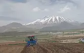 Kayseri'de 'sarı altın' ekilmeye başlandı