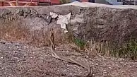 Kenenin ardından o ilçede yılan kabusu!