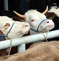 Kayserili üreticiler dikkat! Başvuru tarihleri değişti