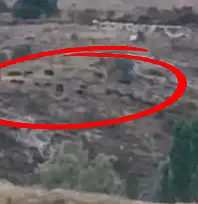 Bir anda karşılarına çıktılar! Kayseri'de yürekleri ağızlara getiren görüntü