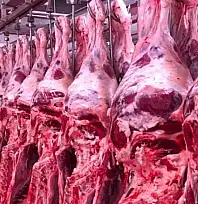 Et üreticileri dikkat: Karkas tartımında yeni dönem başlıyor