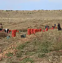 Geçen yıl makine desteği gelmişti, şimdi hasat zamanı