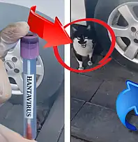 Hantavirüs gündemdeyken, bu görüntü Kayseri'de çekildi! Kedi, fareye neden bir şey yapmıyor?
