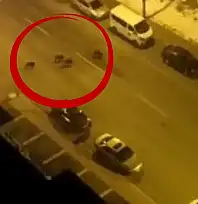 Kayseri'de aç kalan yaban domuzları merkeze indi