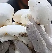 Kayseri'de bir ilk: Sarız'da hayata geçti