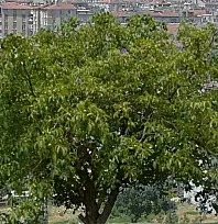 Kayseri'de ceviz ağacından düştü, hayatını kaybetti