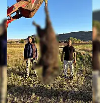 Kayseri'de çiftçilerin başına bela olan 300 kiloluk dev tehlikeyi özel ekip etkisiz hale getirdi