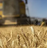 Kayseri'de çiftçiye müjde! Buğday ve arpa destekleri  yüzde 27 arttı