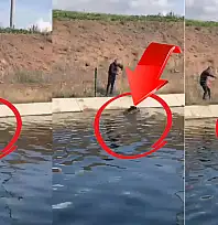Kayseri'de domuz kurtarma operasyonu