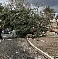 Kayseri'de kuvvetli fırtına ağaçları kökünden söktü