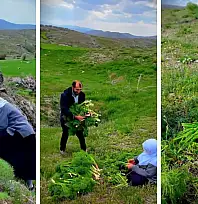 Kayseri'de şifa dağıtan ot! Doğada kendiliğinden yetişiyor, çok az kişi biliyor