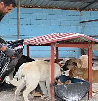Sokak hayvanları için Kayseri'de barınak bir daha açıldı