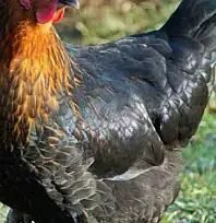 Kayseri'de tavuk dağıtılacak