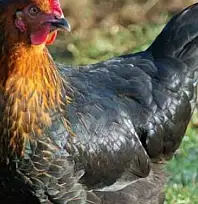 Kayseri'de tavuk dağıtılacak