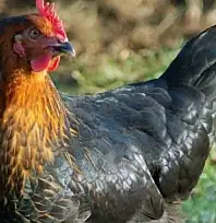 Kayseri'de tavuk dağıtılacak