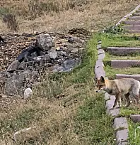 Kayseri'de tilki öyle bir şey çaldı ki! Görenler şaştı kaldı