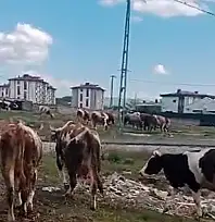Kayseri'de vatandaştan 'inek' tepkisi!