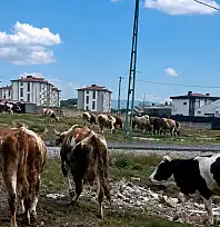 Kayseri'de vatandaştan 'inek' tepkisi!