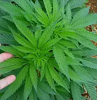 Kayseri'de çiftçinin yüzünü güldürecek 'Yeşil Altın' dönemi başlıyor