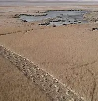 Kayseri'de yetişiyor... Almanya'dan İngiltere'ye lüks otellerde bakın ne için kullanılıyor