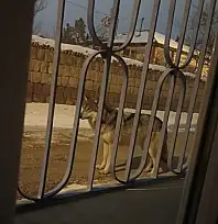 Kayseri merkeze 6 km uzaklıktaki o mahallede kurt görüldü!