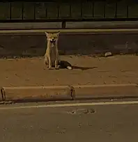 Kayseri'nin merkezinde Kızıl Tilki alarmı!