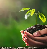 Kayseri'ye binlerce yeni fidan geliyor