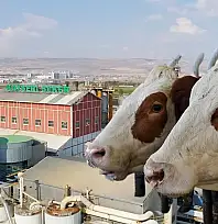 Kayserili şirketten yatırım iptali! O proje planlardan çıkarıldı