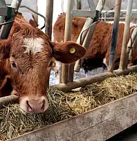 Kayserili üreticiye milyonluk ödeme! Hesaplara aktarılıyor